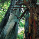 Technosphäre Wald - Serie #technsophere Ein mit KI bearbeitetes Foto von Eva Leopoldi: Blick von schräg unten auf Bäume im Wald. Einer der Bäume ist überzogen mit Metallschrott.